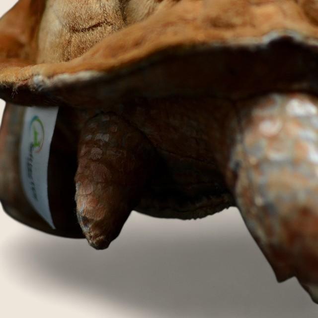 ガラパゴスゾウガメのやわらかいぬいぐるみ