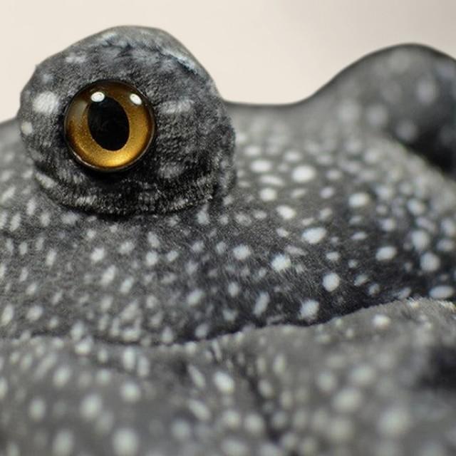 スタングレイソフトぬいぐるみ