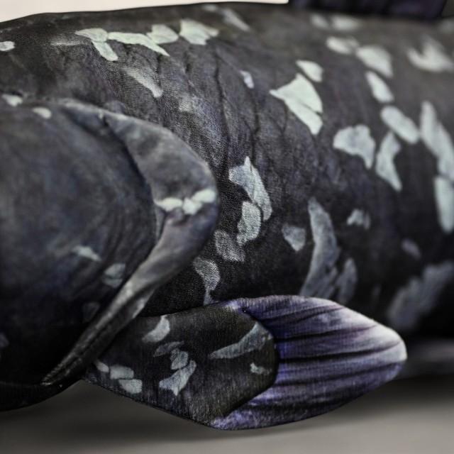 コエラカンサス ソフトぬいぐるみ