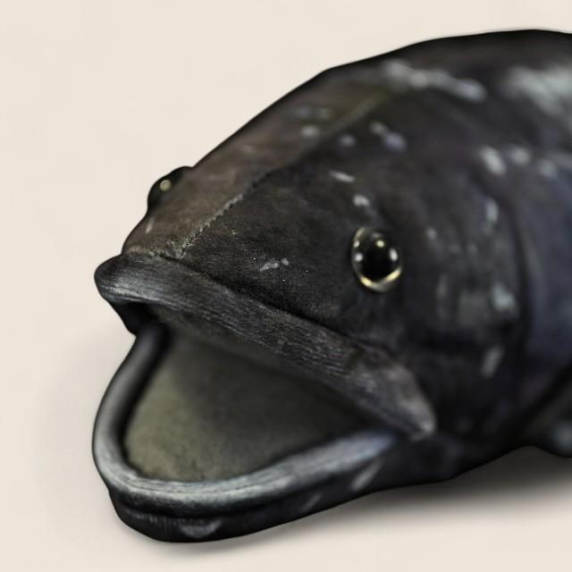 コエラカンサス ソフトぬいぐるみ