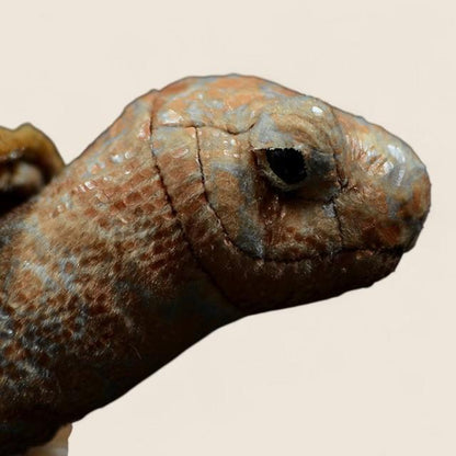 ガラパゴスゾウガメのやわらかいぬいぐるみ
