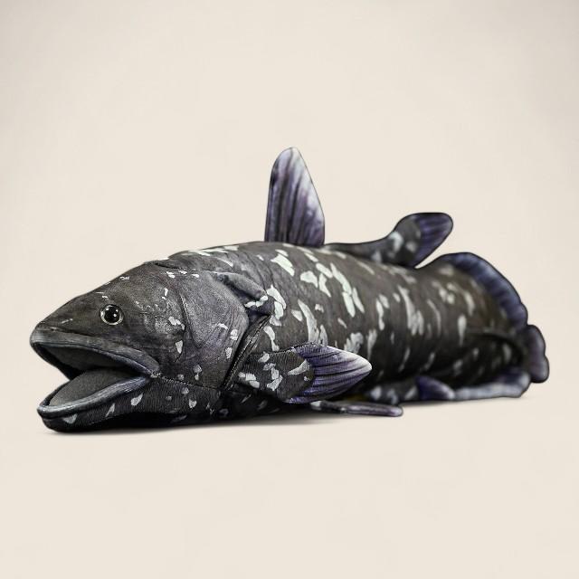 コエラカンサス ソフトぬいぐるみ