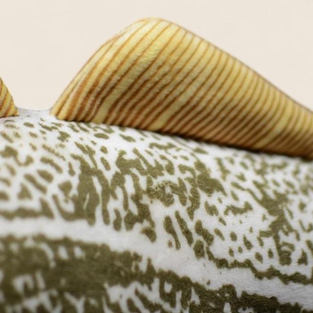 大西洋タラの柔らかいぬいぐるみ玩具