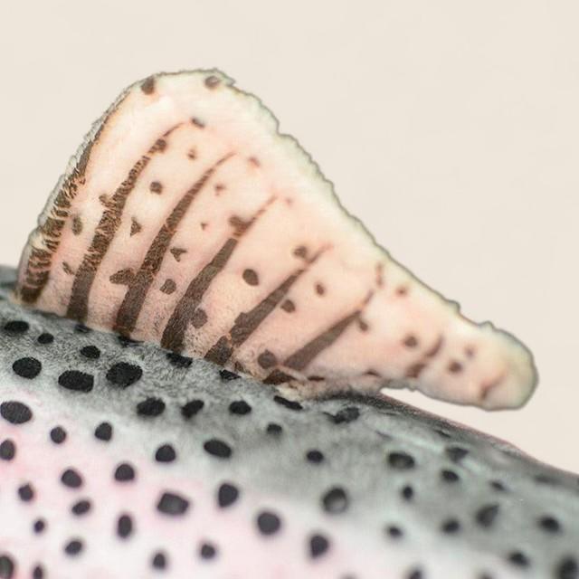 レインボートラウトフィッシュ ソフトぬいぐるみ